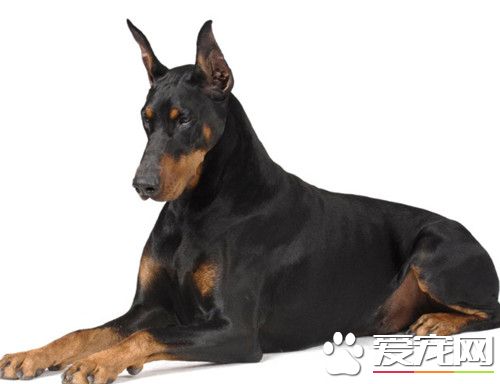 杜宾犬基础训练 杜宾犬的牵引工具要牢固