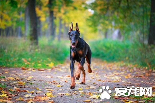 杜宾犬特性 杜宾犬对外界环境变化十分敏感