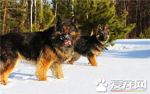 德牧和比利时牧羊犬哪个厉害 两种都比较厉害