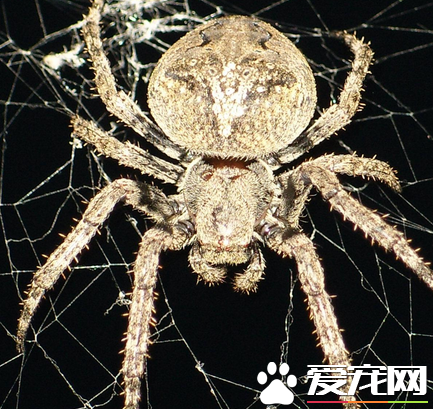 蜘蛛有血吗 蜘蛛是有血液的颜色是青绿色