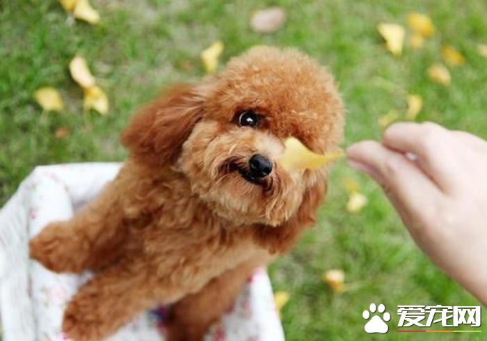 玩具贵宾犬怎样配种 发情期一般以母犬较明显
