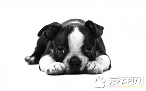 法国斗牛犬的颜色 法国斗牛犬什么颜色好