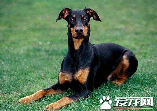 杜宾犬的习性 杜宾的习性是好吃好动比较能跑