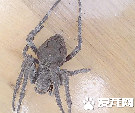 蜘蛛如何捕食 蜘蛛是怎样捕食动物的