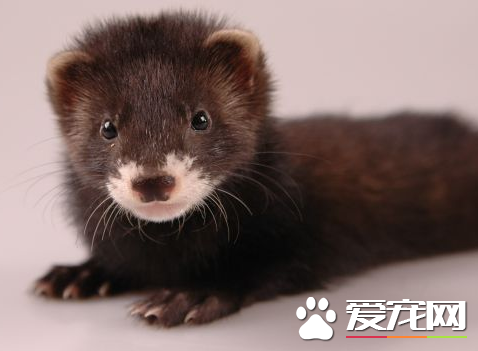 宠物貂怎么训练 采用貂最爱吃的小零食来训练