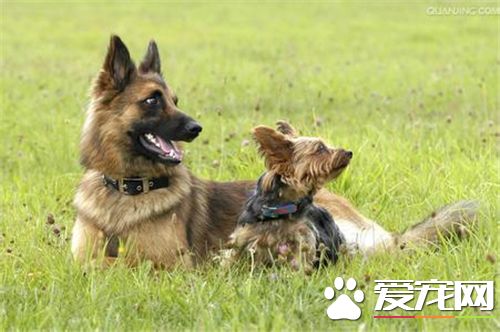德国牧羊犬训练教程 听到其他口令之前一直保持坐姿