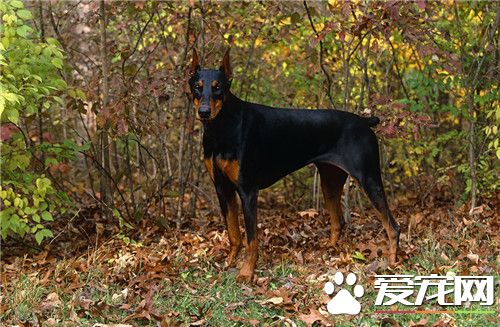 杜宾犬取名字 在叫杜宾犬的名字注意要点
