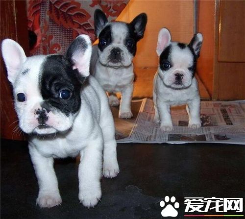 法国斗牛犬能吃馒头吗 法国斗牛犬的饮食禁忌