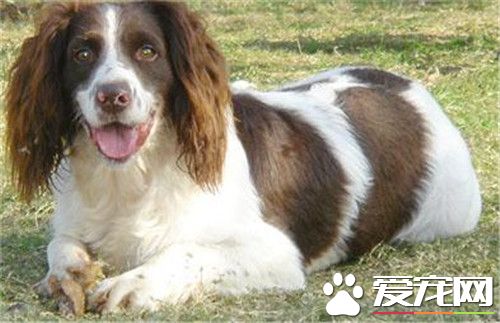 史宾格犬应喂什么犬粮 史宾格不能吃的六种食物