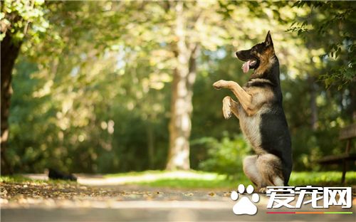 德国牧羊犬训练科目 德国牧羊犬三种训练方法