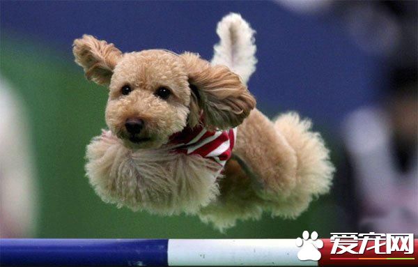 玩具贵宾犬习性 是一种敏感的聪明的狗