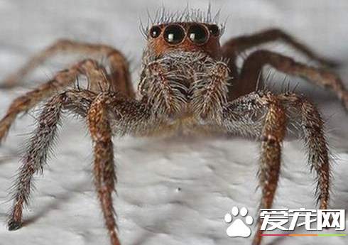 蜘蛛吃蚊子吗 宠物蜘蛛是可以吃蚊子的