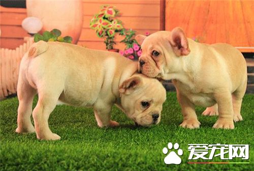 法国斗牛犬好养吗 只要有足够的耐心照顾就好养