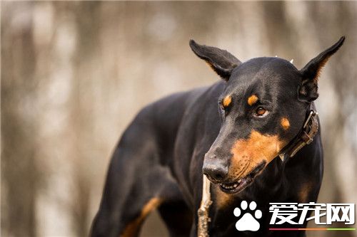 杜宾犬寿命 杜宾犬的寿命为10到14年