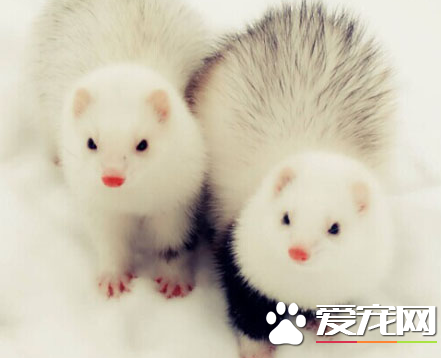 宠物貂吃什么 不能吃含有干水果和蔬菜