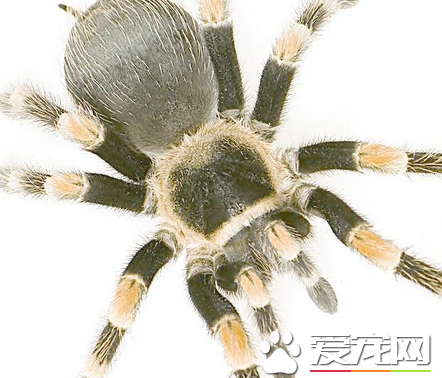 蜘蛛冬眠吗 有一些蜘蛛是需要冬眠的