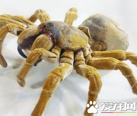 被蜘蛛咬了的症状 用肥皂以及清水清洗伤口