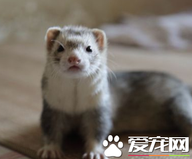 宠物貂哪里有卖 宠物貂可以通过网上选购