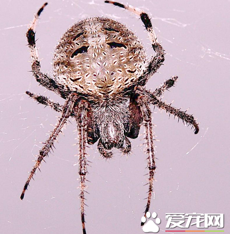 家里最常见的蜘蛛 家中常见的蜘蛛有哪些