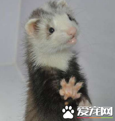 怎么给宠物貂洗澡 每三四周给他洗一次澡