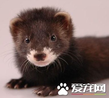 怎么给宠物貂洗澡 每三四周给他洗一次澡