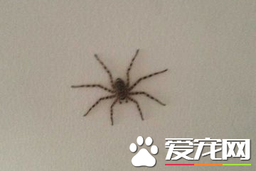 蜘蛛怕什么味道会死 三氯杀螨醇会杀死蜘蛛