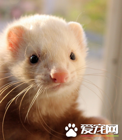 宠物貂吃什么 不能吃含有干水果和蔬菜