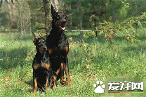 杜宾犬幼犬价格 价格为几千到几万元