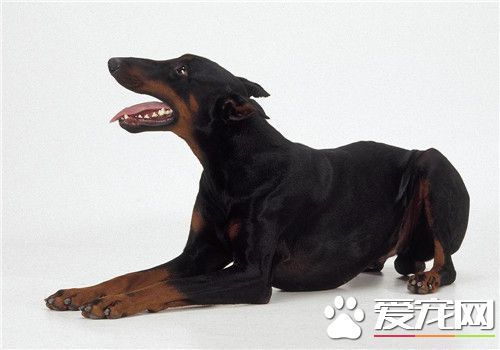 杜宾犬为什么这么凶 杜宾犬深具攻击性