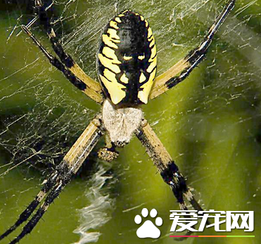 蜘蛛怕什么味道会死 三氯杀螨醇会杀死蜘蛛