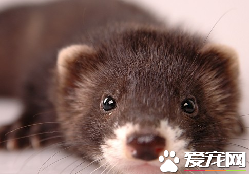 宠物貂怎么训练 采用貂最爱吃的小零食来训练