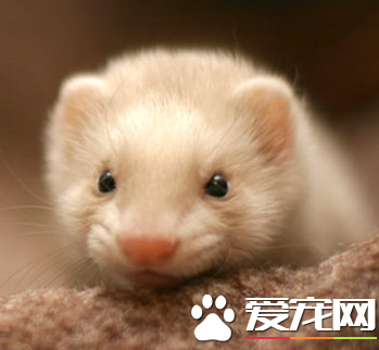 宠物貂哪里有卖 宠物貂可以通过网上选购