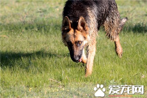 德国牧羊犬挑选 在幼犬生后40天最为合适挑选