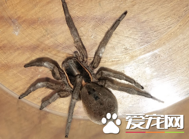 蜘蛛讨厌什么味道 带有刺激性气味的植物