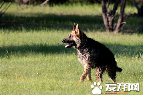 德国牧羊犬挑选 在幼犬生后40天最为合适挑选