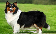 苏格兰牧羊犬体重 公的苏牧体重27到34公斤