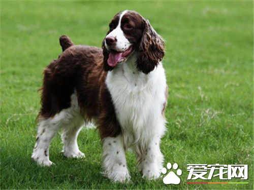 史宾格犬体味重吗 史宾格犬还是有一定体味的