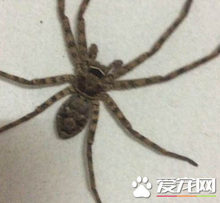 蜘蛛有眼睛吗 蜘蛛的眼睛大概有多少视力