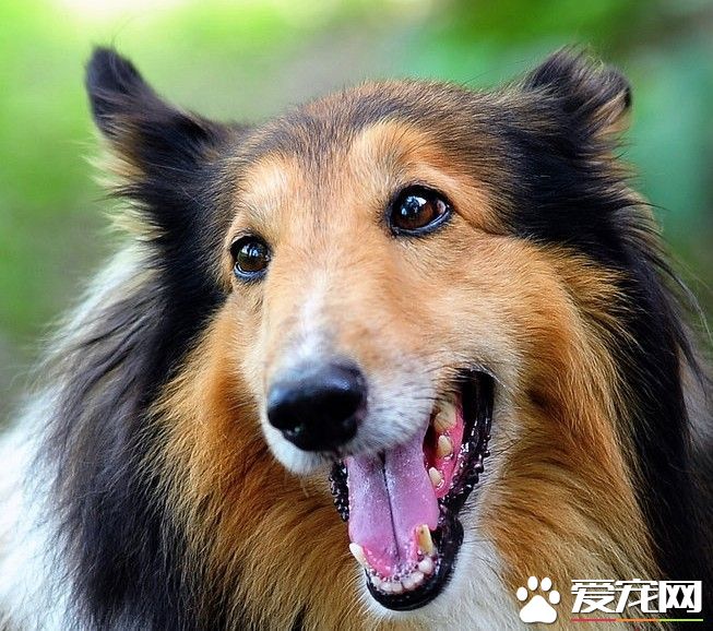 苏格兰牧羊犬跑的快吗 苏牧可以每小时四十公里
