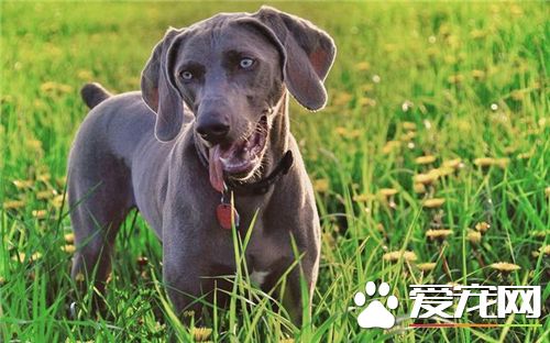 德国魏玛犬多少钱 市场价格在500到8000左右