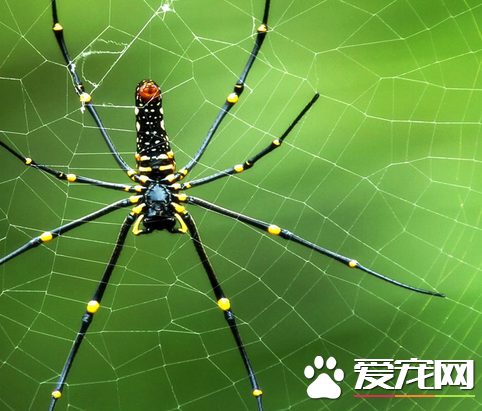 蜘蛛有血吗 蜘蛛是有血液的颜色是青绿色