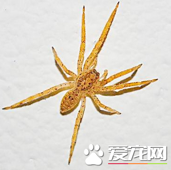 蜘蛛的死敌 寄生蜂是蜘蛛主要的天敌