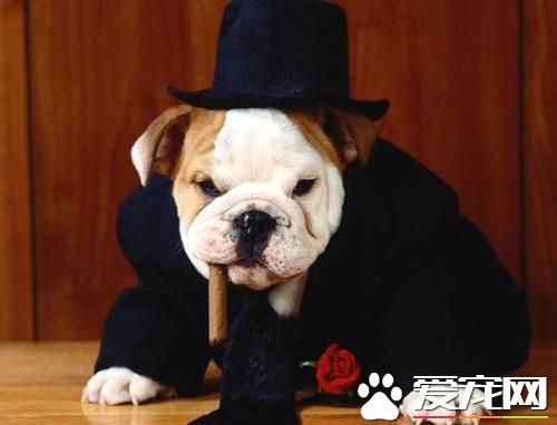 法国斗牛犬掉毛吗 斗牛犬洗澡次数过多导致掉毛