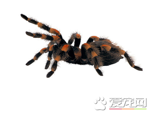 蜘蛛有血吗 蜘蛛是有血液的颜色是青绿色