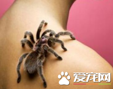 蜘蛛结网是什么行为 蜘蛛结网是一种先天性行为