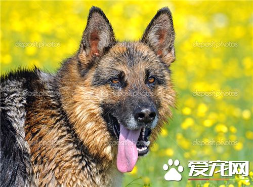 德国牧羊犬品相 德国牧羊犬品相怎么看