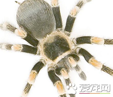 蜘蛛有眼睛吗 蜘蛛的眼睛大概有多少视力