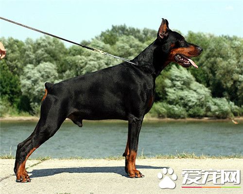 杜宾犬为什么要断耳 主要属于预防性手术