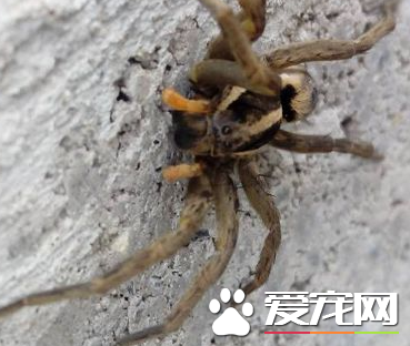 蜘蛛结网是什么行为 蜘蛛结网是一种先天性行为