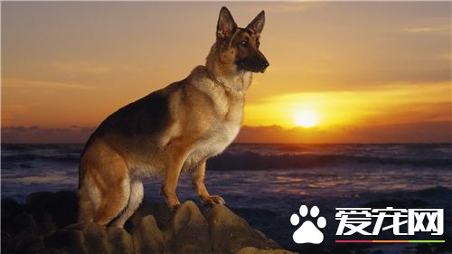 德国牧羊犬如何饲养 保证德国牧羊犬的营养需求